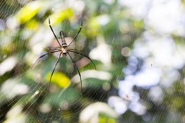 Forest spider, green backgdrop blur from the leaves, bokeh from incoming light good for background.