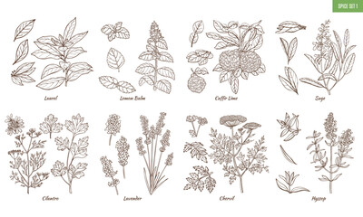 Fototapeta na wymiar Set of Spice Herbs in Hand Drawn Style