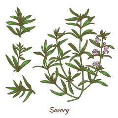 Color Savory Plant and Leaves in Hand Drawn Style