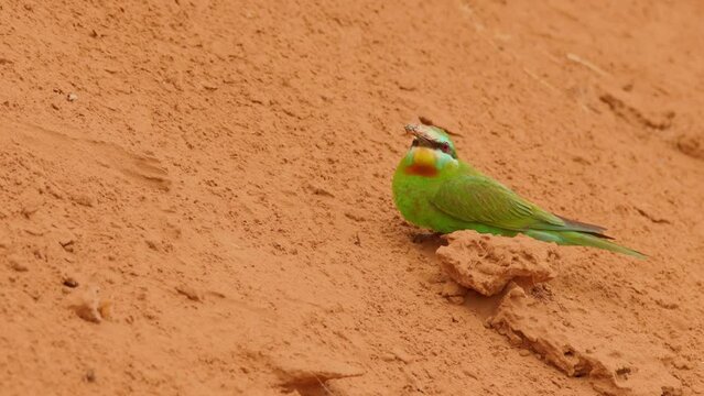 Blue-cheeked bee-eater or Merops persicus. 4K slow motion 120 fps