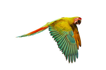 Colorful flying Macaw military parrot isolated on transparent background.
