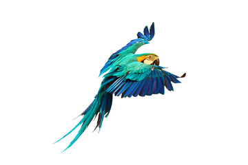 Colorful flying parrot isolated on transparent background.