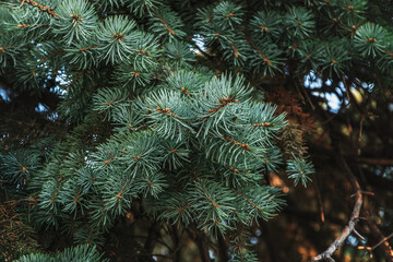 Branches of a Christmas tree. Background of a Christmas tree. Background of branches of a Christmas tree. The texture of green spruce branches. Fluffy fir branches are close. Green coniferous twigs.