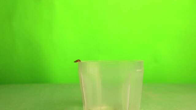 Earthworm emerging from a cup on green background. Closeup the head of an Earth worm. Red worm Dendrobaena isolated. Earthworms live bait for fishing. insects, insect. Bugs, bug. Agriculture, garden