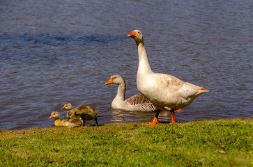 goose on the lake