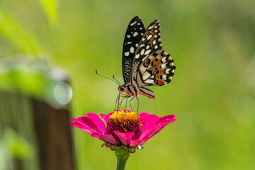 close up of colorful butterfly on magenta flower at green garden