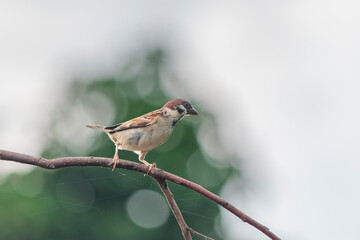 close up of sparrow bird hanging on tree branch at bright day