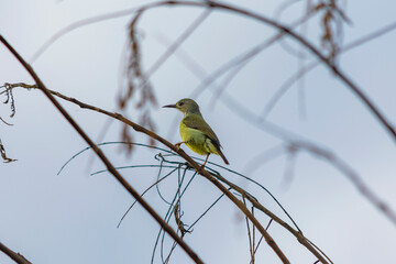 close up sunbird hanging in tree branch looking for food