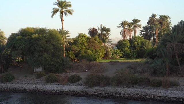 Lucious Date Palm Trees Along Nile River in Egypt