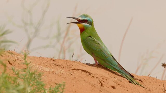 Blue-cheeked bee-eater or Merops persicus. 4K slow motion 120 fps