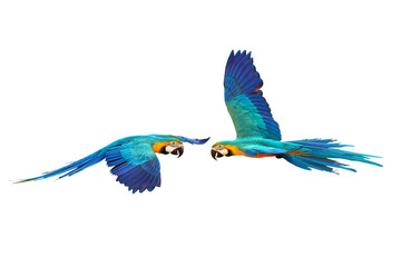 Colorful flying parrot isolated on transparent background.