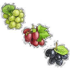 Grapes fruit drawing illustration