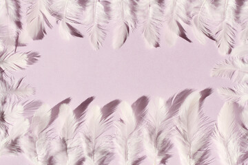 white feathers on purple background