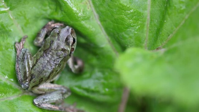 Frog on the grass