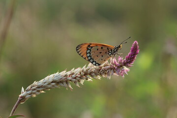 butterfly on a flower