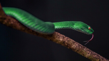 Green viper snake

