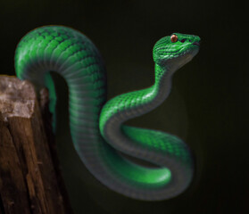 Green viper snake
