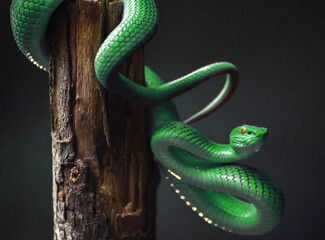 Green viper snake
