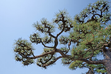 Japanese green pine tree and blue sky