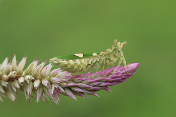 mantis on a flower