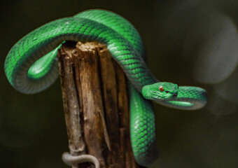 Green viper snake
