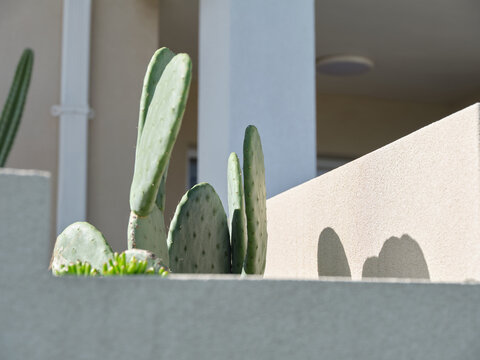 Close Up Shot Of A San Pedro Cactus With Its Shadows On The Wall