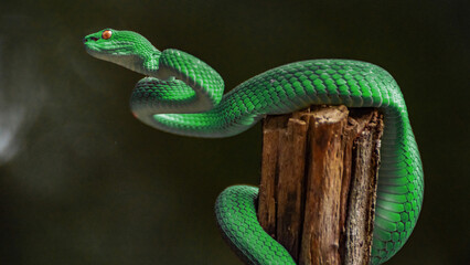 Green viper snake
