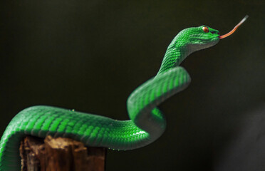 Green viper snake
