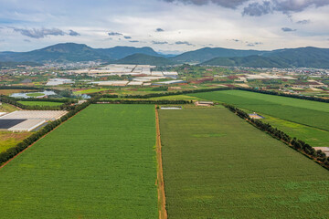 Rural landscape with grass and corn fields as raw materials for dairy cows to eat, at Don Duong, Lam Dong, Vietnam. Near Dalat city