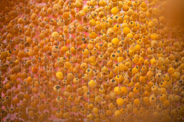 MATURE FRESH YELLOW PERSIMMON FRUIT DRYING ON FARM, DA LAT, CAU DAT, LAM DONG, VIETNAM.