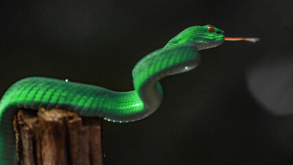 Green viper snake

