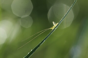 little grasshopper on a leaf