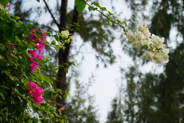 tree in bloom
