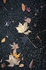 leaves in autumn garden.