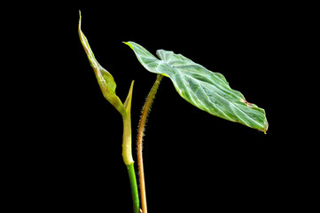 A seedling form of Philodendron verrucosum sending out a new leaf. The stems, or petioles, of this plant are hairy or fuzzy © Paul Atkinson
