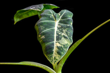 Alocasia Green Velvet 'Frydek' seedling, the variegated form of the more common green leafed plant