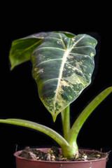 Alocasia Green Velvet 'Frydek' seedling, the variegated form of the more common green leafed plant