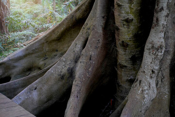 big tree, big tree roots in the forest
