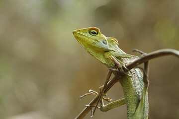 green lizard on a tree