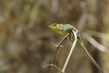 lizard on the tree