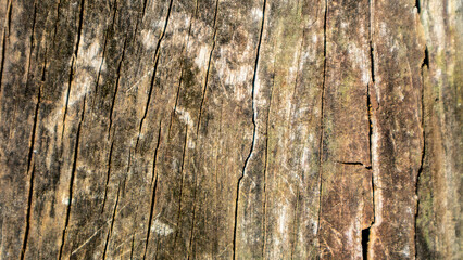 old wood texture as a background