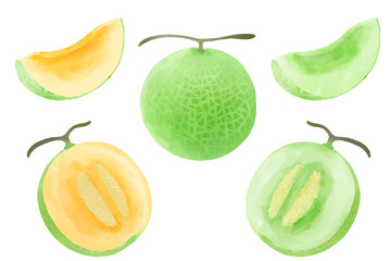 水彩で表現したメロンのイラストセット／Melon illustration set expressed in watercolor