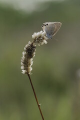 butterfly on a tree
