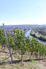 W&uuml;rzburg im Weinberg W&uuml;rzburger Stein im Herbst mit Blick auf die Stadt Aussicht &uuml;ber den Main