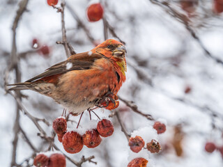 Red Crossbill male sitting on the tree branch and eats wild apple berries. Crossbill bird eats...