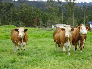Fototapeta na wymiar Vacas y terneros