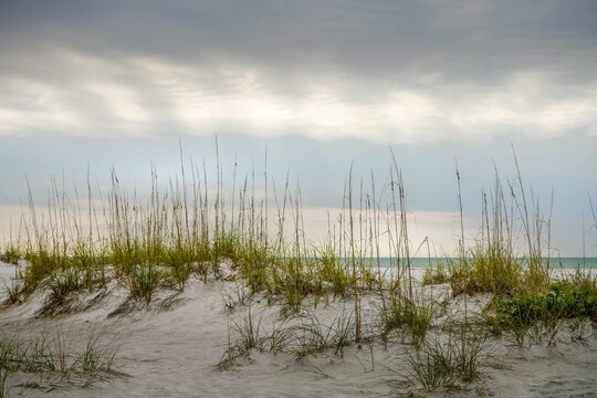 Grass on the sand dunes at the beach on Anna Maria Island, Florida