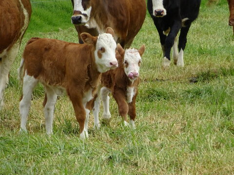 Vacas y terneros