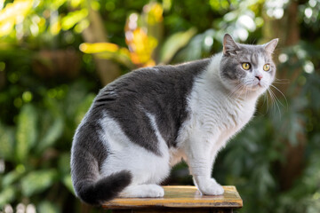 Scottish fold cat sitting on green grass in the garden. Tabby blue cat looking something. Beautiful white cat sitting on the ground.