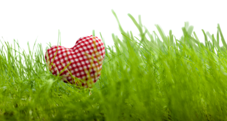 Tissue heart on the grass